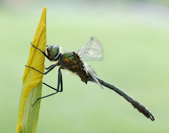 Downy Emerald Cordulia aenea
