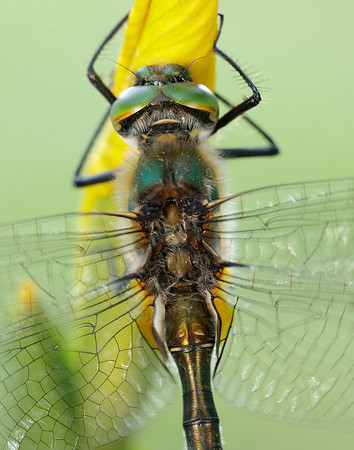 Downy Emerald Cordulia aenea