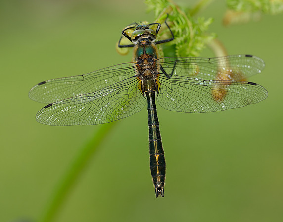 Downy Emerald Cordulia aenea