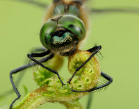 Downy Emerald Cordulia aenea