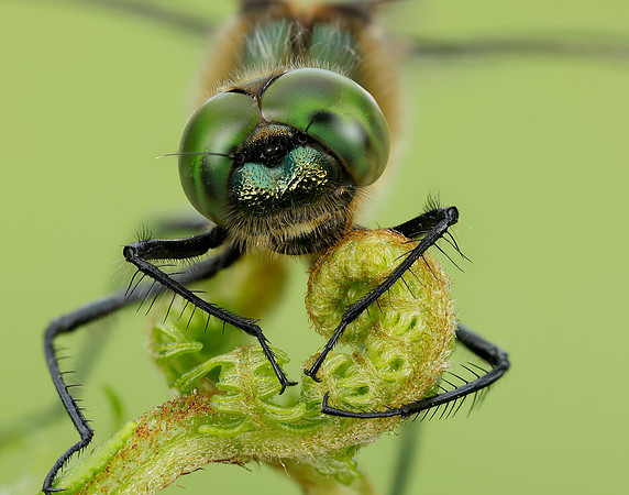 Downy Emerald Cordulia aenea