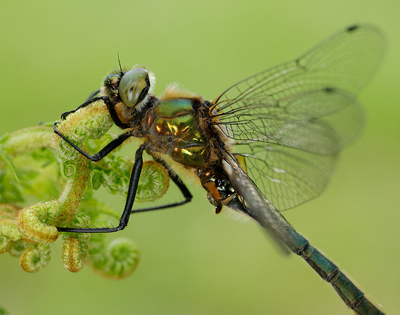 Downy Emerald Cordulia aenea