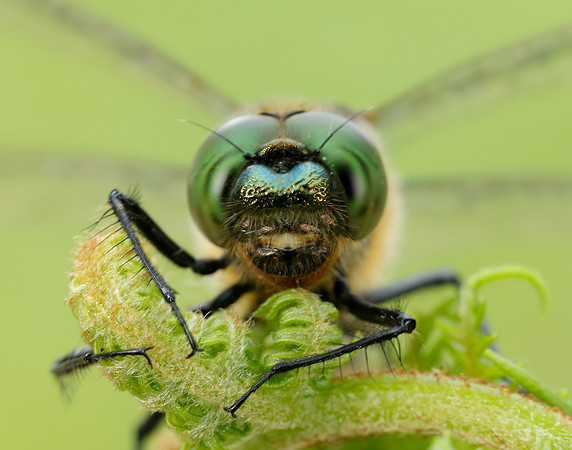 Downy Emerald Cordulia aenea