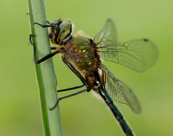 Downy Emerald Cordulia aenea
