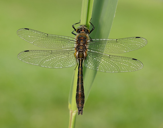 Downy Emerald Cordulia aenea