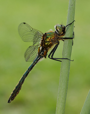 Downy Emerald Cordulia aenea