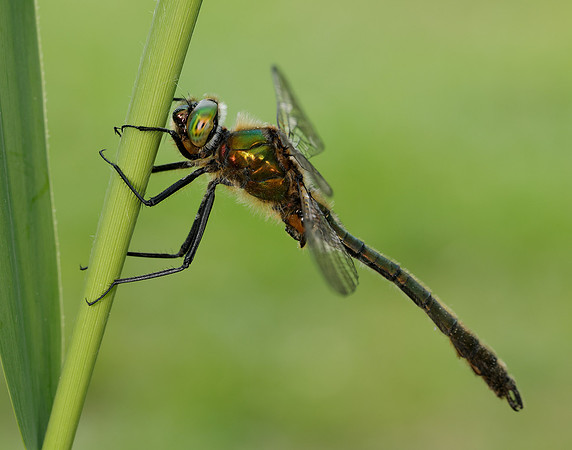 Downy Emerald Cordulia aenea