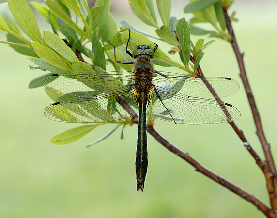 Downy Emerald Cordulia aenea