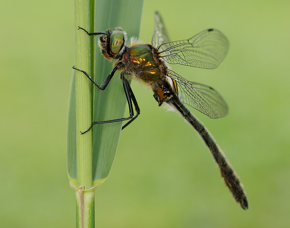 Downy Emerald Cordulia aenea