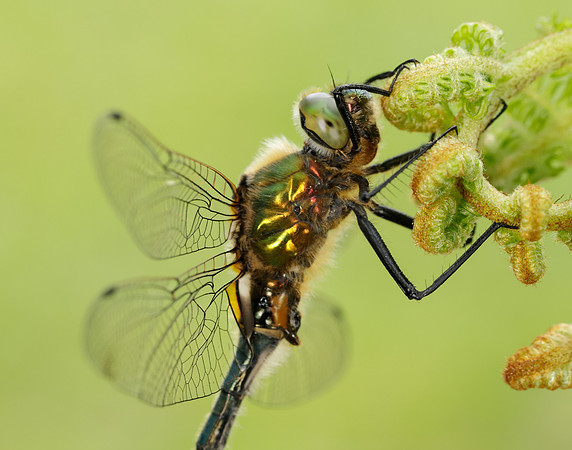 Downy Emerald Cordulia aenea