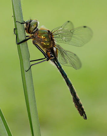 Downy Emerald Cordulia aenea
