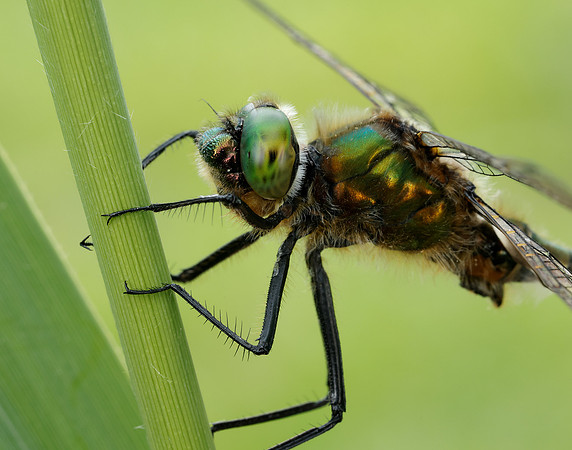 Downy Emerald Cordulia aenea