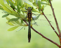 Downy Emerald Cordulia aenea