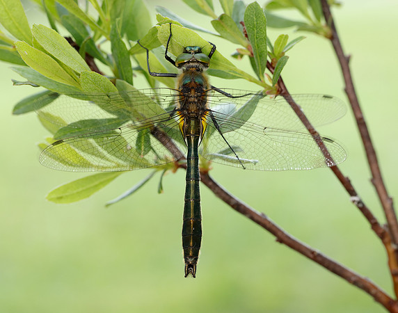 Downy Emerald Cordulia aenea