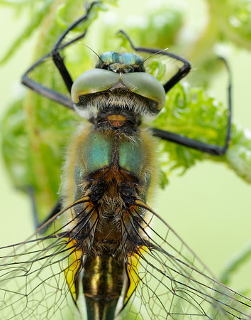 Downy Emerald Cordulia aenea