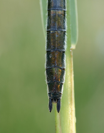 Downy Emerald Cordulia aenea