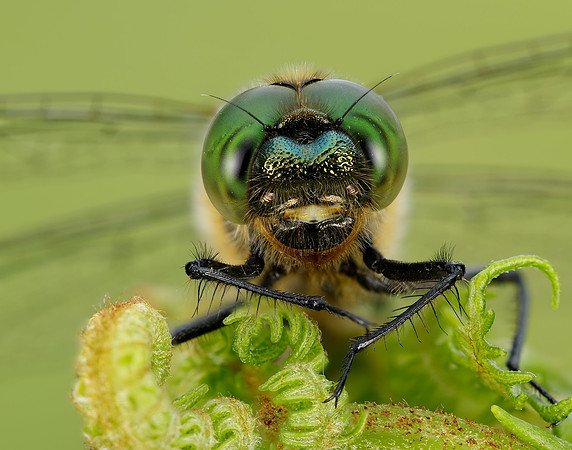Downy Emerald Cordulia aenea