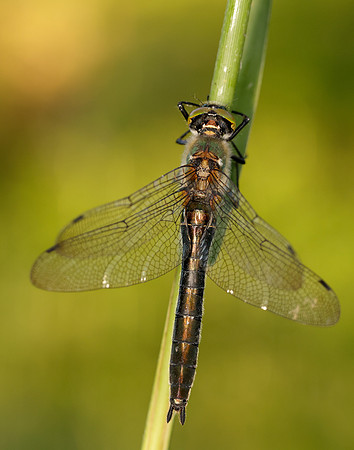 Downy Emerald Cordulia aenea