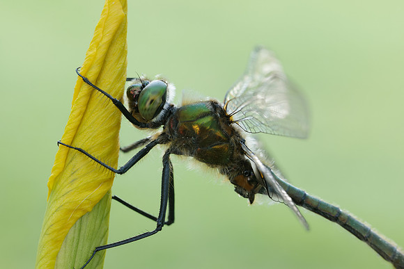 Downy Emerald Cordulia aenea
