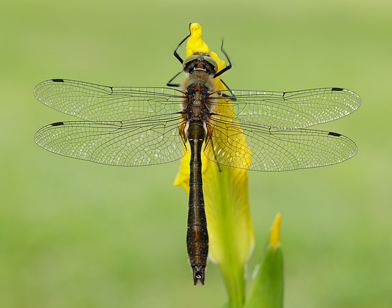 Downy Emerald Cordulia aenea