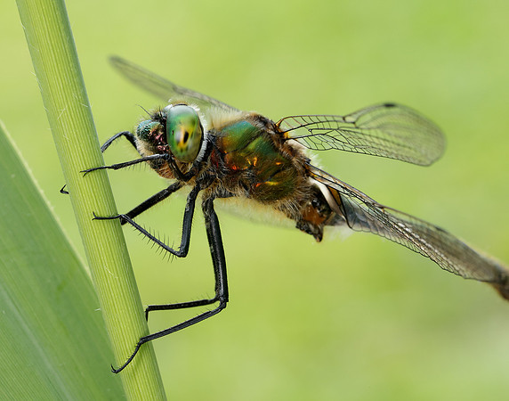 Downy Emerald Cordulia aenea