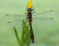 Downy Emerald Cordulia aenea
