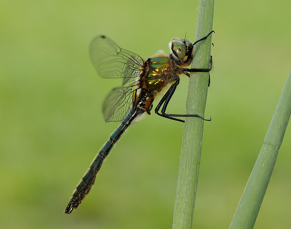 Downy Emerald Cordulia aenea