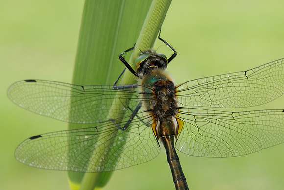 Downy Emerald Cordulia aenea