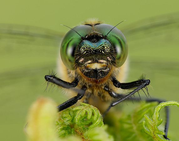 Downy Emerald Cordulia aenea