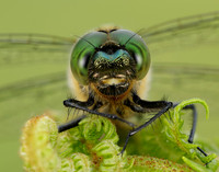 Downy Emerald Cordulia aenea