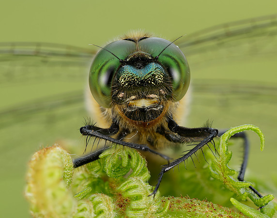 Downy Emerald Cordulia aenea