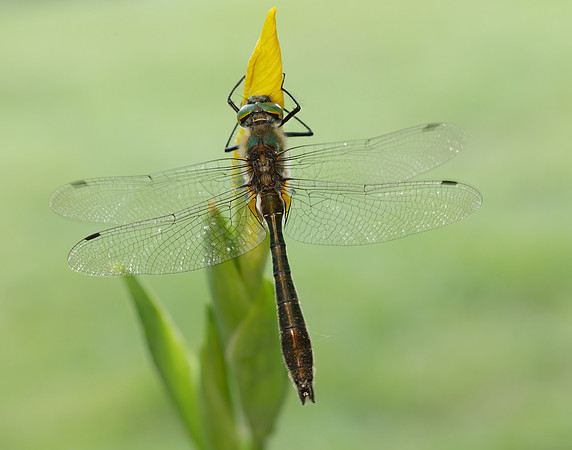 Downy Emerald Cordulia aenea