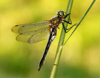 Downy Emerald Cordulia aenea