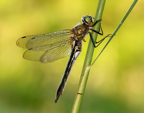Downy Emerald Cordulia aenea