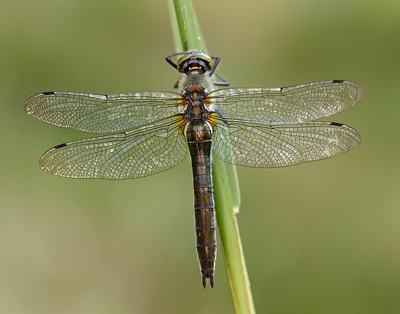 Downy Emerald Cordulia aenea
