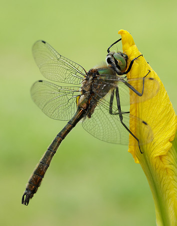 Downy Emerald Cordulia aenea