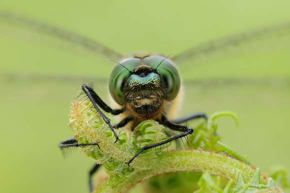 Downy Emerald Cordulia aenea
