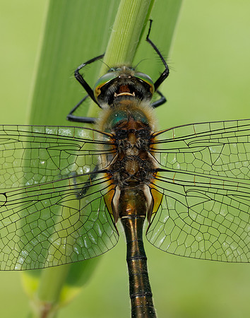 Downy Emerald Cordulia aenea