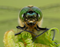 Downy Emerald Cordulia aenea