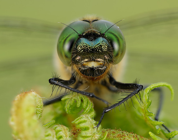 Downy Emerald Cordulia aenea