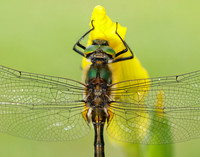 Downy Emerald Cordulia aenea