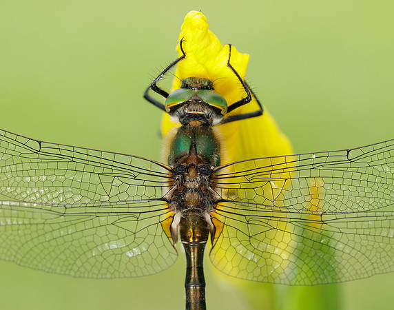 Downy Emerald Cordulia aenea