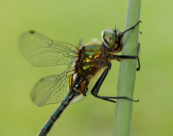Downy Emerald Cordulia aenea