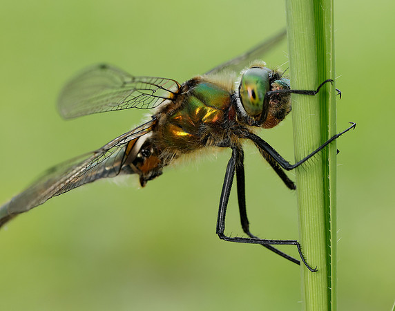 Downy Emerald Cordulia aenea