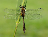 Downy Emerald Cordulia aenea