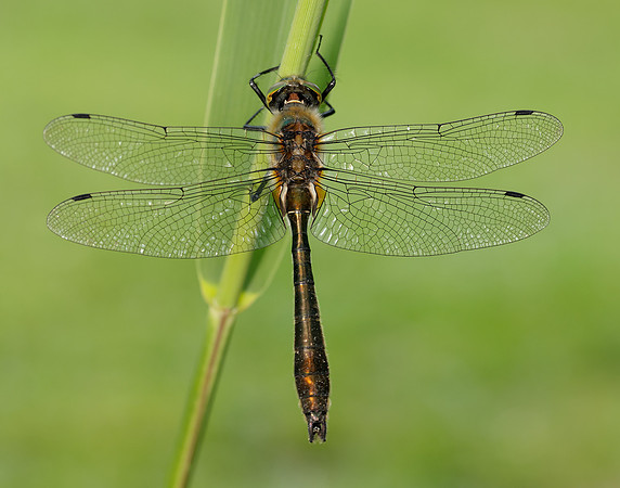 Downy Emerald Cordulia aenea