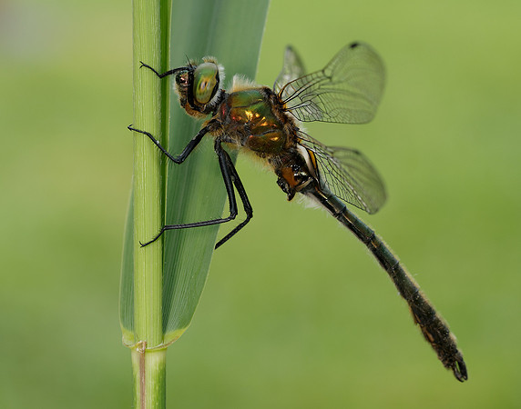 Downy Emerald Cordulia aenea