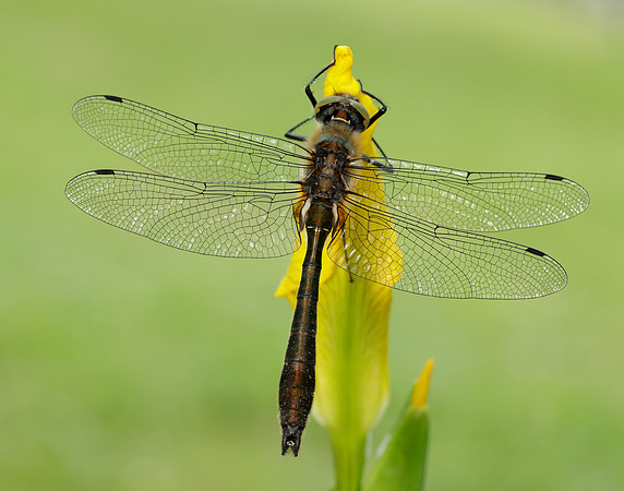 Downy Emerald Cordulia aenea