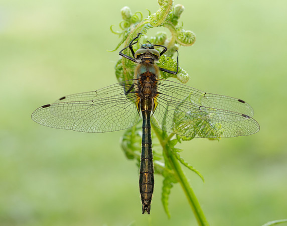 Downy Emerald Cordulia aenea