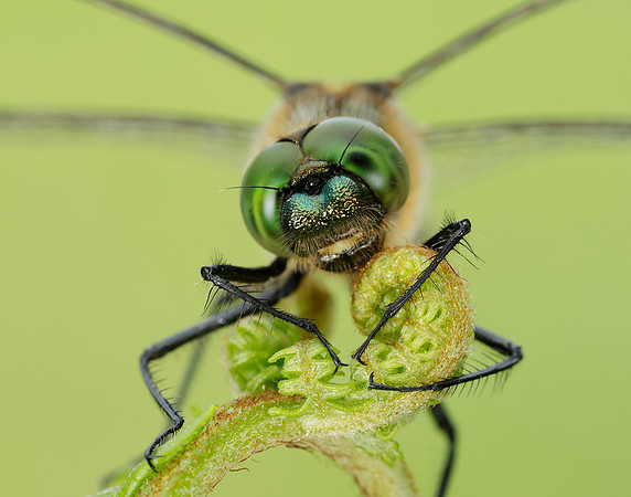 Downy Emerald Cordulia aenea